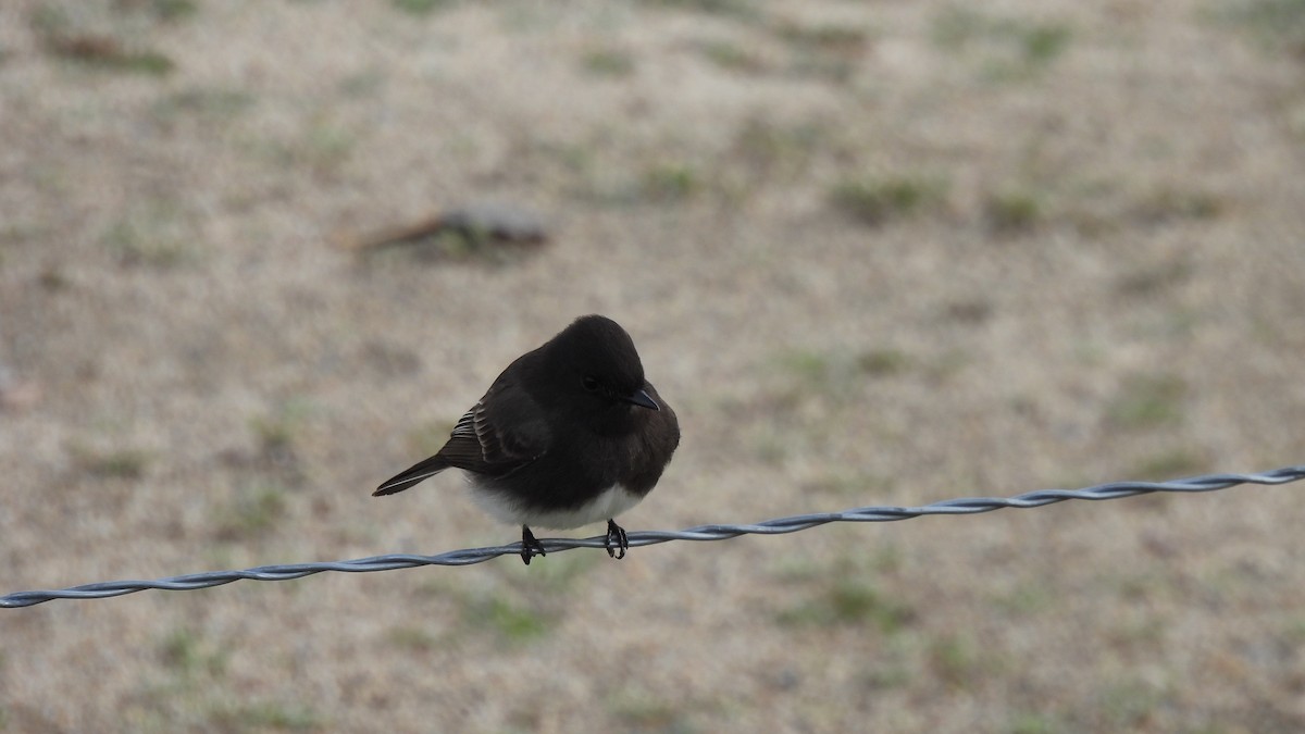 Black Phoebe - ML397013381
