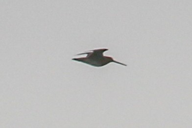 Wilson's Snipe - ML397013681