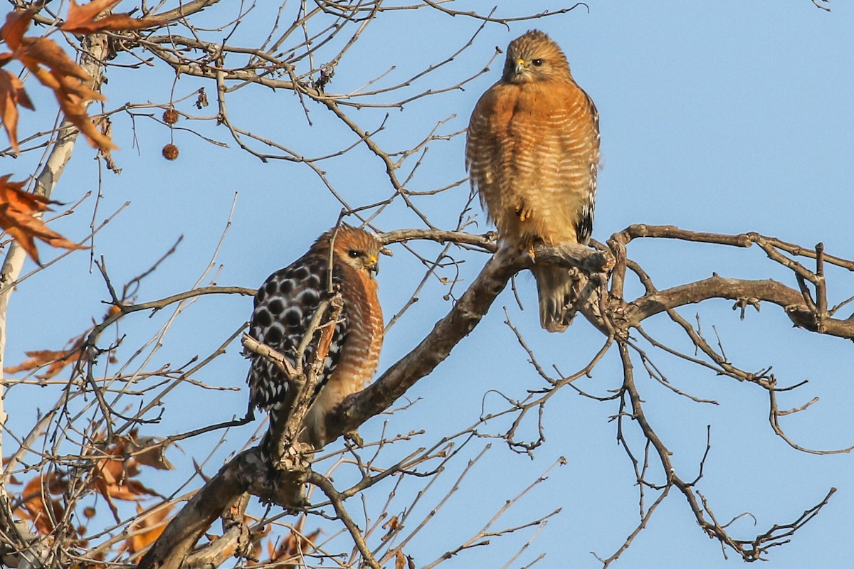 Red-shouldered Hawk - ML397013991