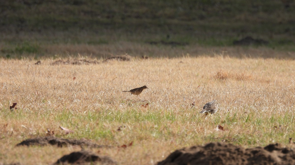 Pipit d'Amérique - ML397014081