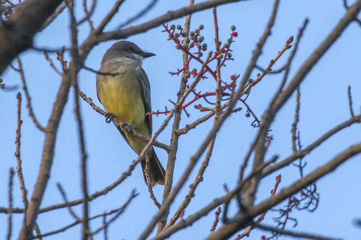 Cassin's Kingbird - Teresa Connell