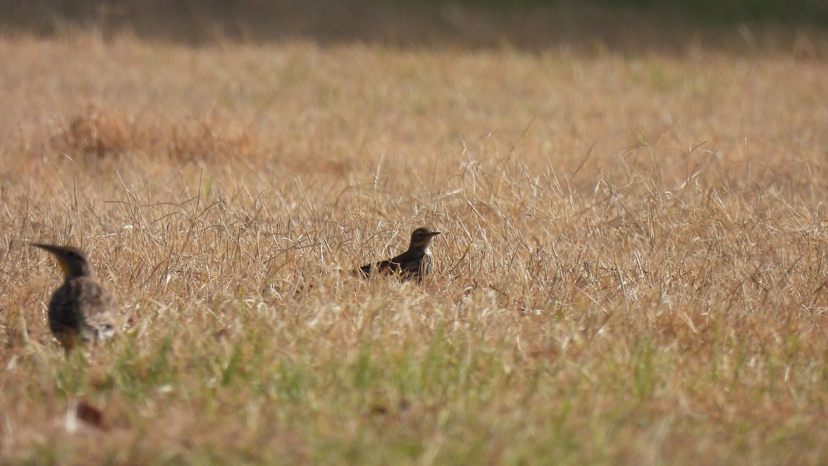 American Pipit - ML397014131