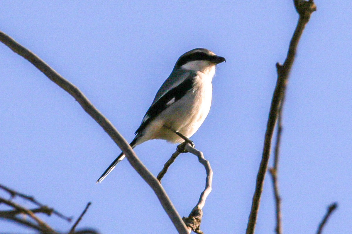 Pie-grièche migratrice - ML397014151