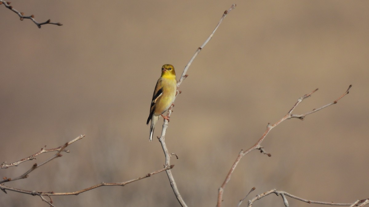 American Goldfinch - ML397014251