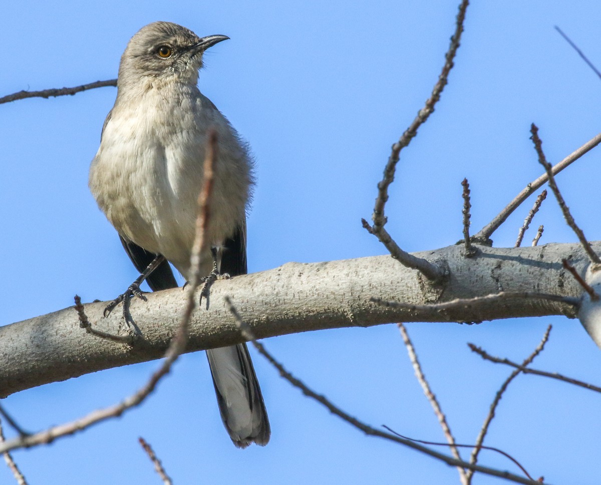 Northern Mockingbird - ML397014261