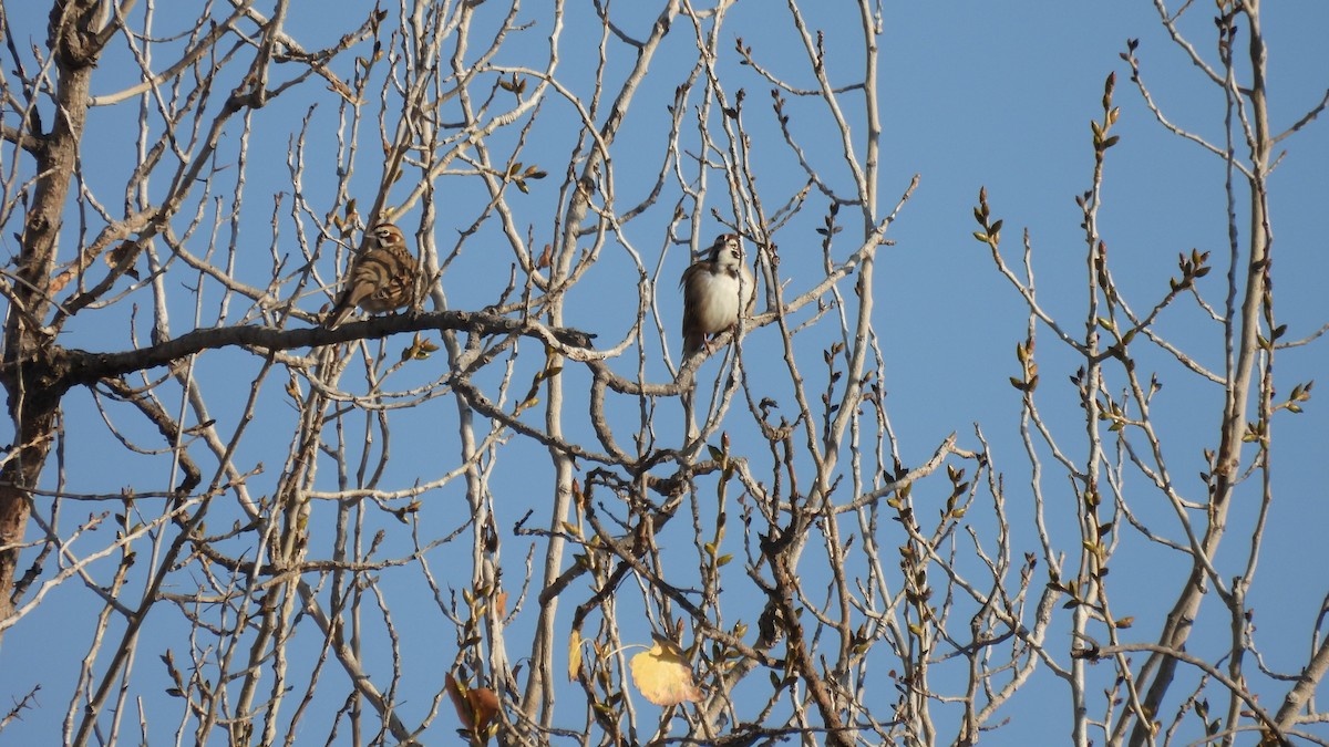 Lark Sparrow - ML397014321