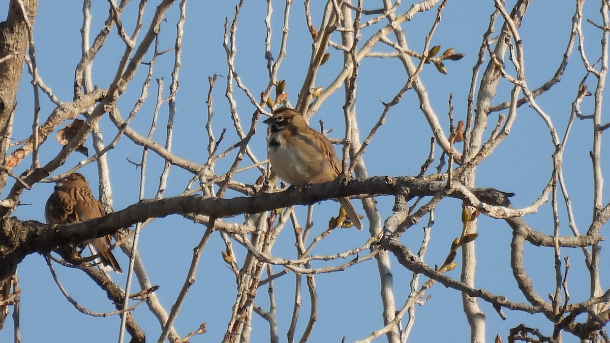 Lark Sparrow - Karen Evans