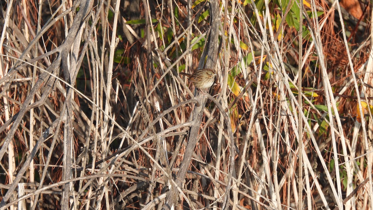 Lincoln's Sparrow - ML397014581