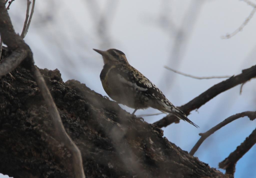 Yellow-bellied Sapsucker - ML397014691