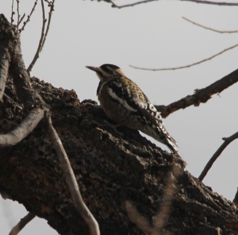 Yellow-bellied Sapsucker - ML397014711