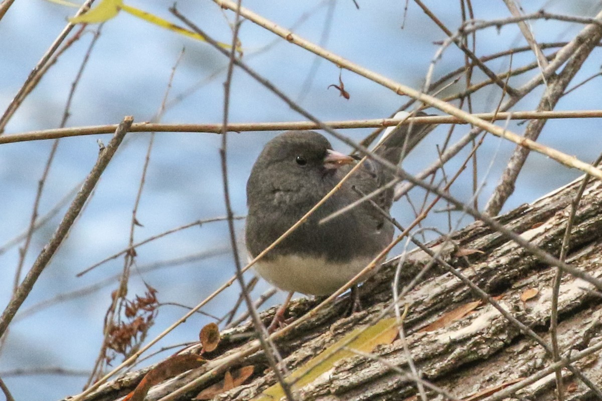 Junco ardoisé (hyemalis/carolinensis) - ML397014941