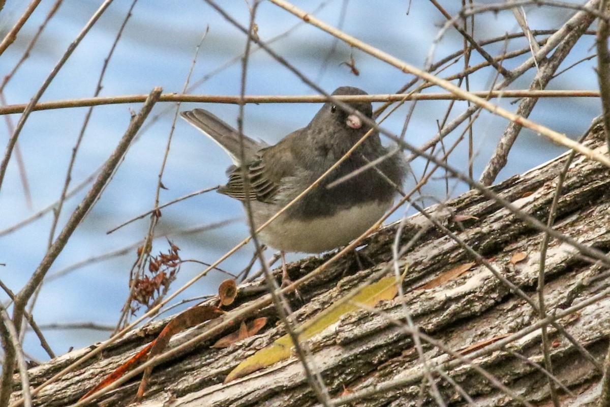 Dark-eyed Junco (Slate-colored) - Teresa Connell