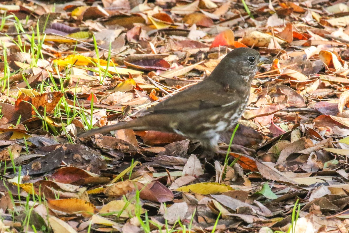 Fox Sparrow (Sooty) - Teresa Connell