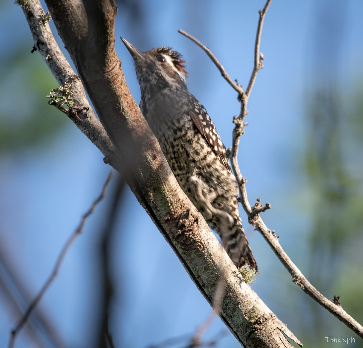 Checkered Woodpecker - Carlos Maure