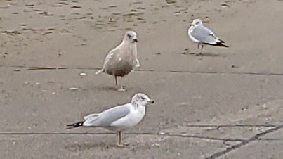 Gaviota Groenlandesa (kumlieni) - ML397017131