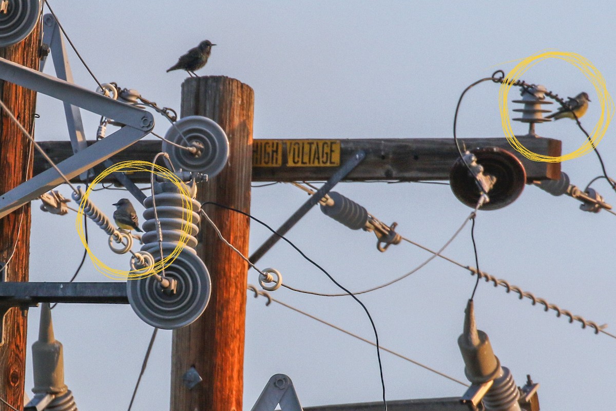 Cassin's Kingbird - ML397017231