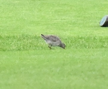 Short-billed Dowitcher - ML397018231