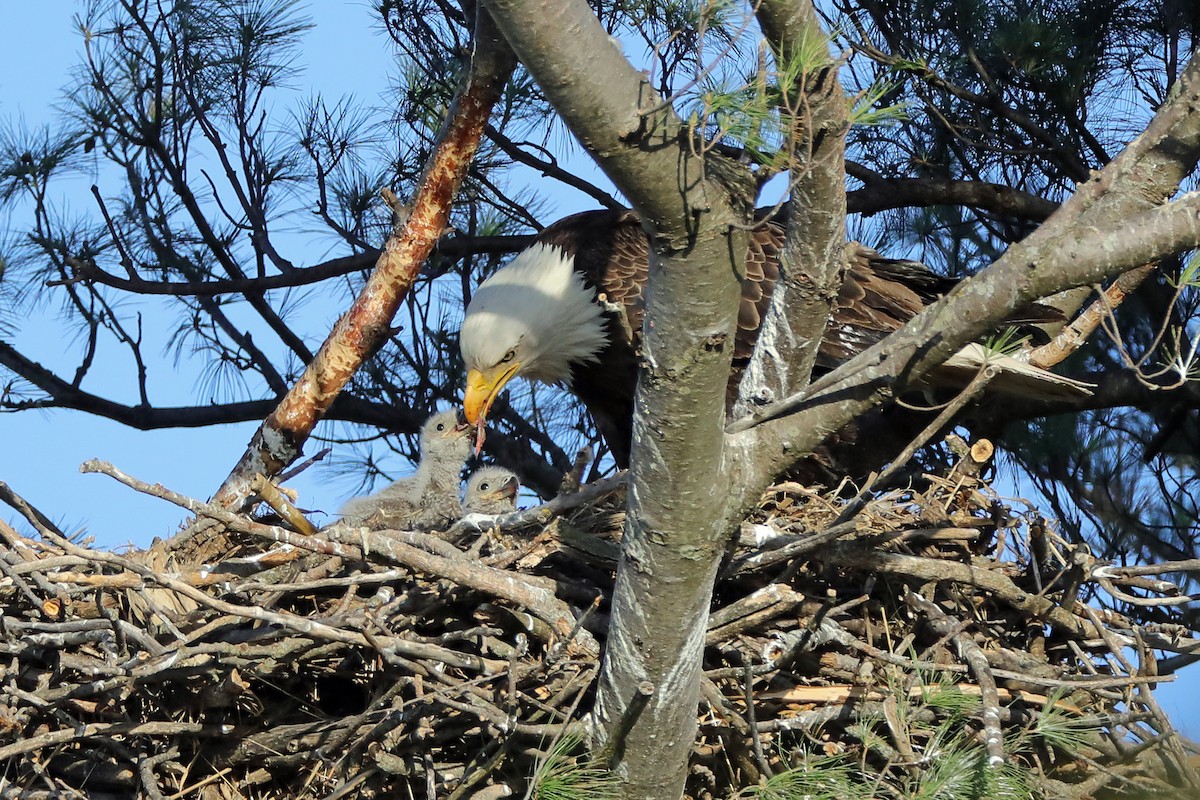 Bald Eagle - Thomas Oots