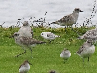 Sanderling - ML397019381