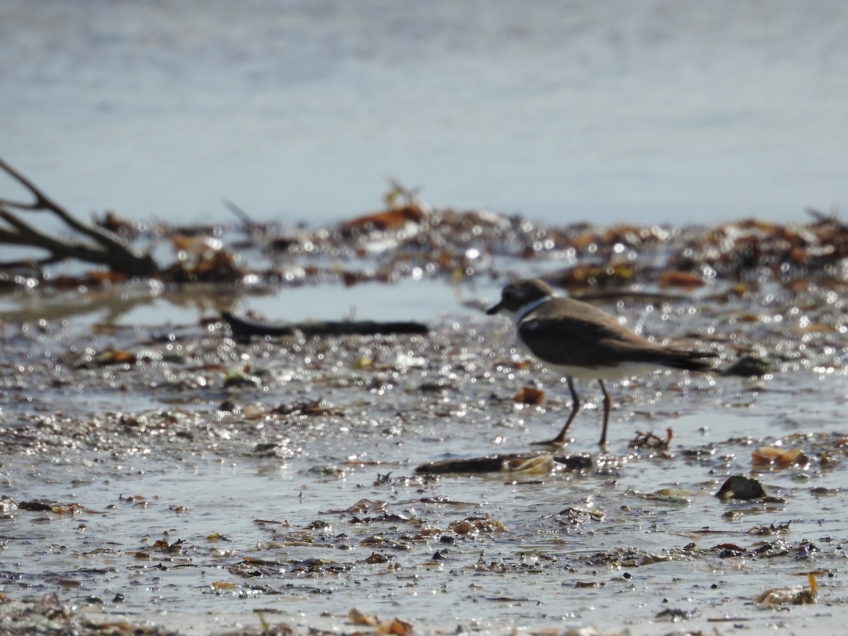 Semipalmated Plover - ML397019601