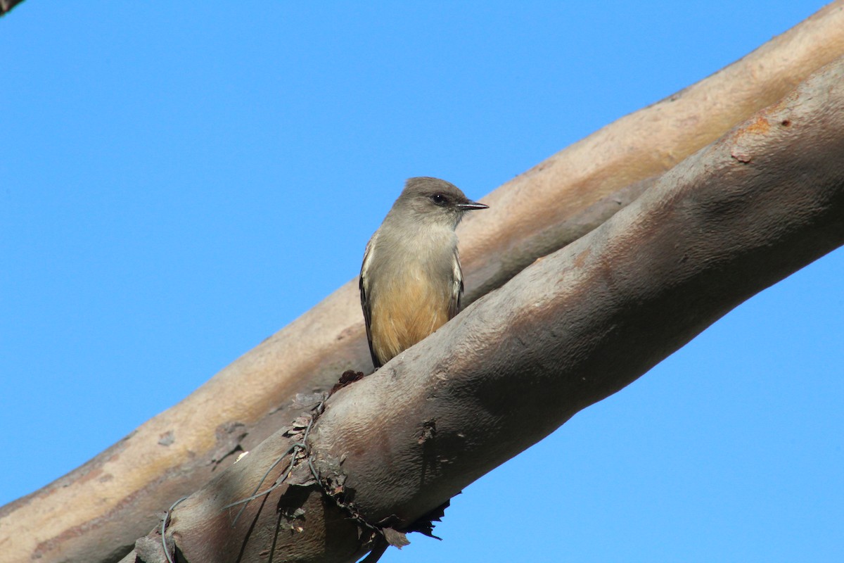 Say's Phoebe - ML397019741