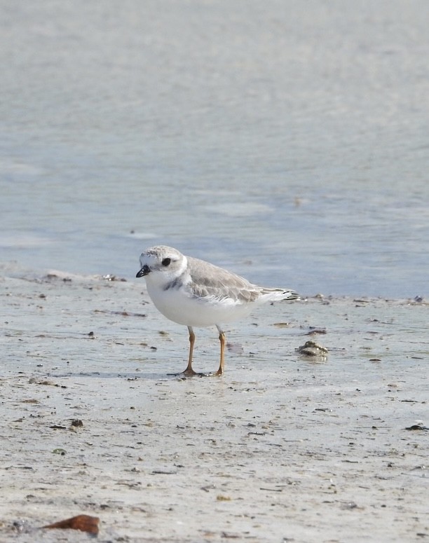 Piping Plover - ML397019981