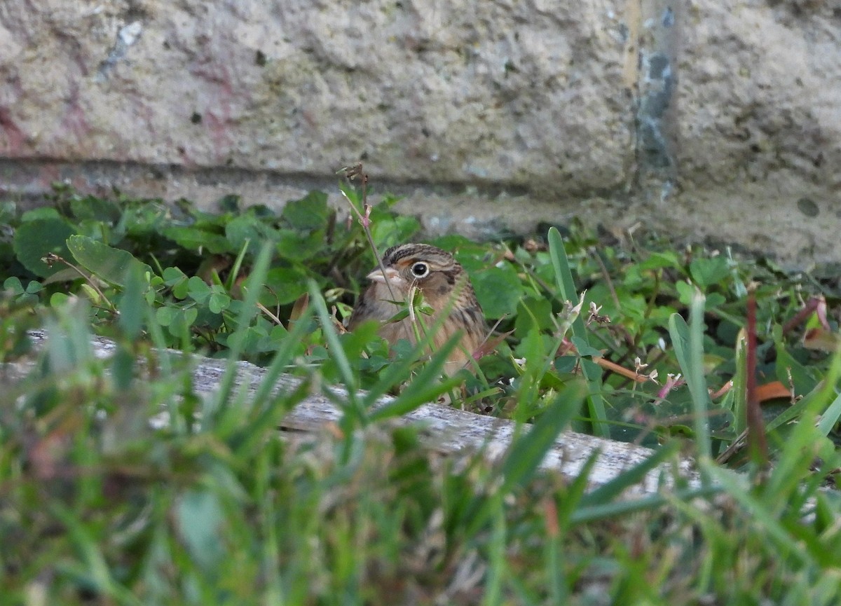 Grasshopper Sparrow - ML397020661