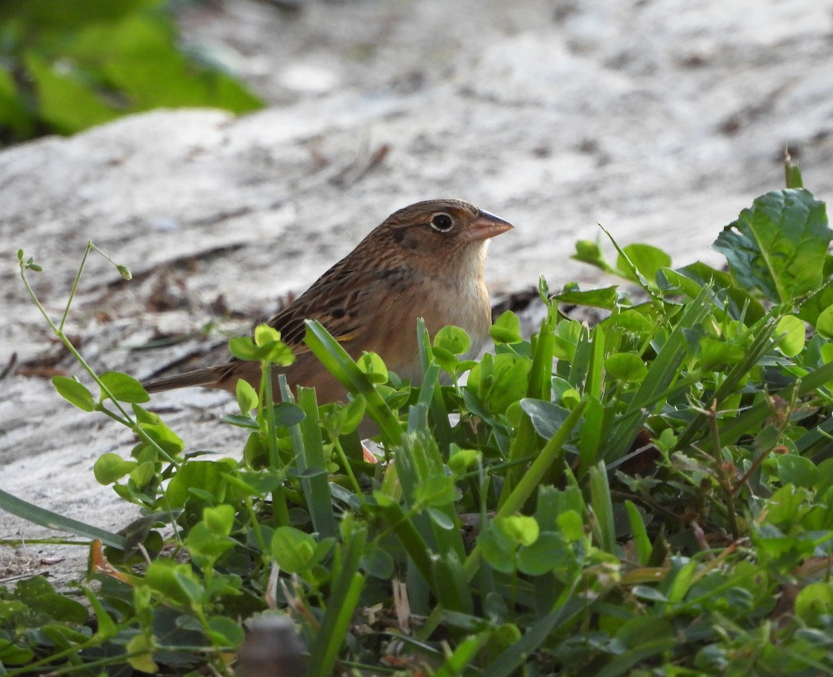 Grasshopper Sparrow - ML397020681