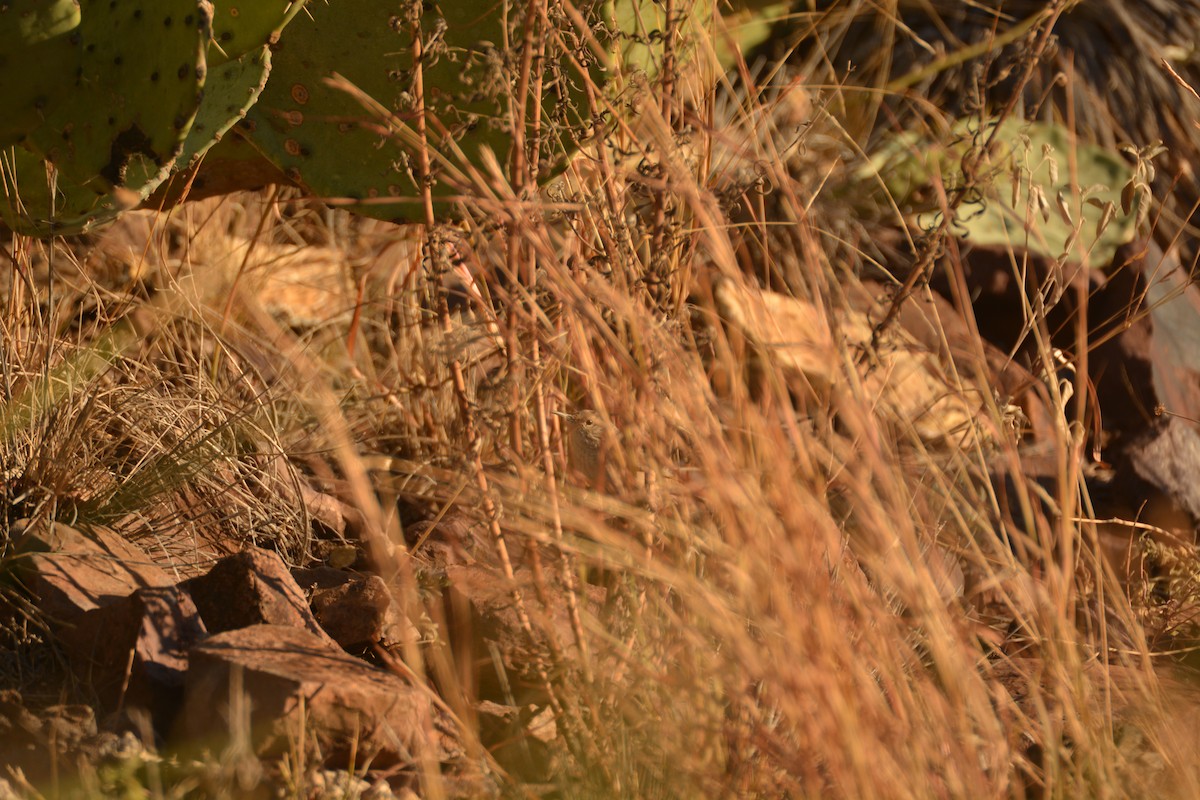 Rock Wren - Alyssa DeRubeis