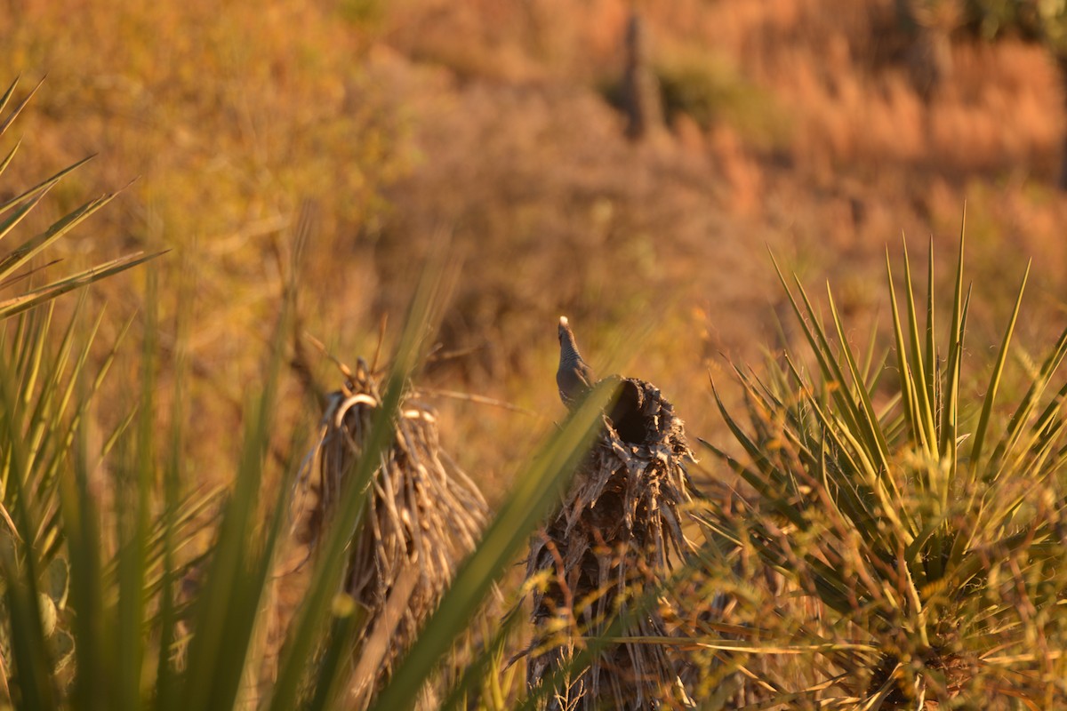 Scaled Quail - ML397021561