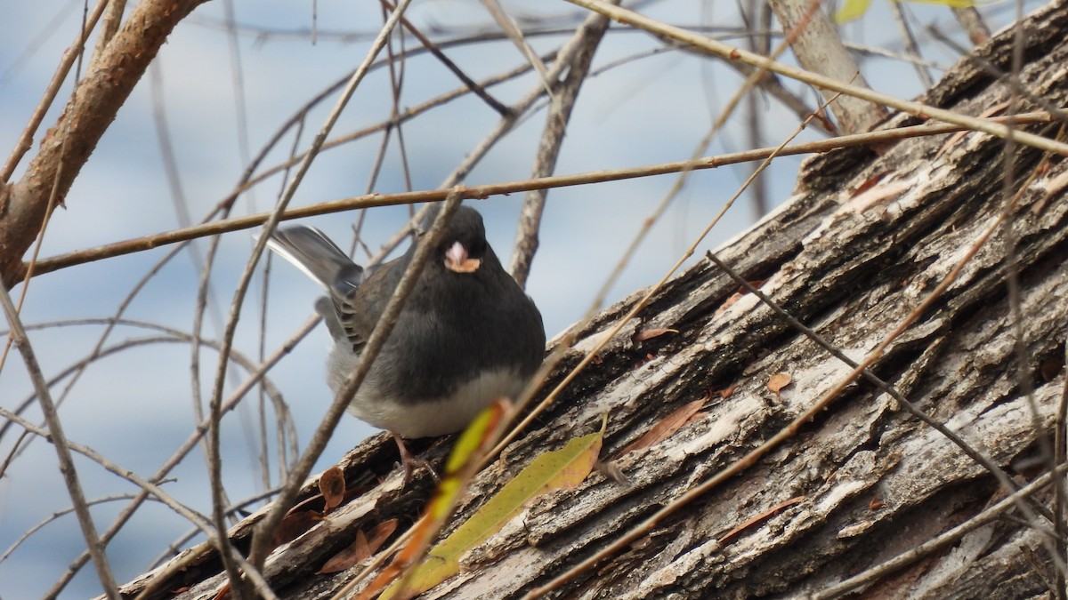 Junco ardoisé (hyemalis/carolinensis) - ML397023331