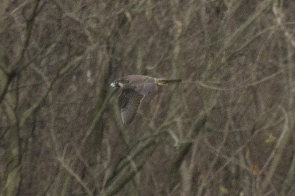 Peregrine Falcon - ML397023351