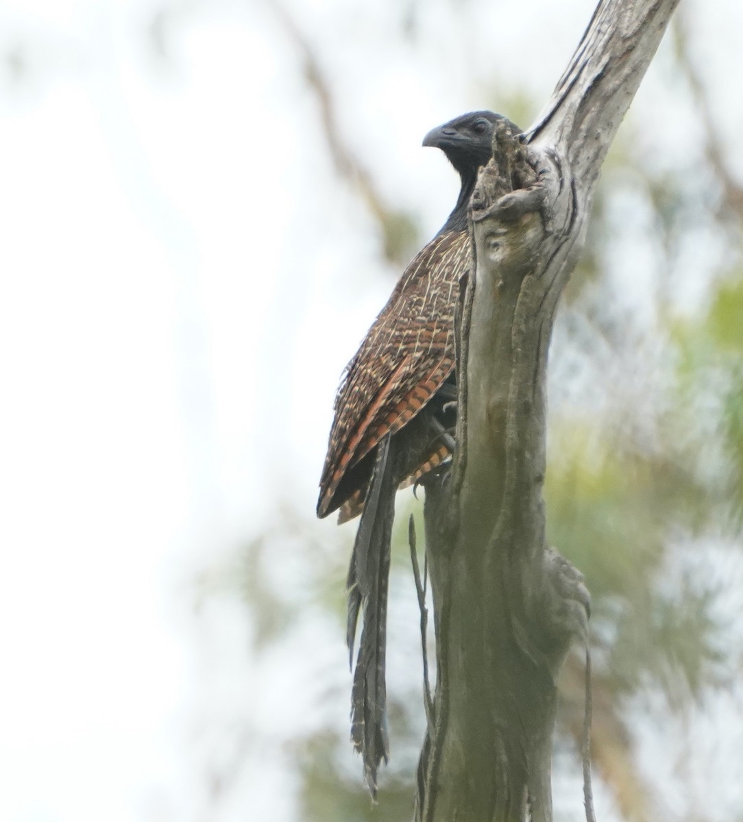 Pheasant Coucal - ML397023521