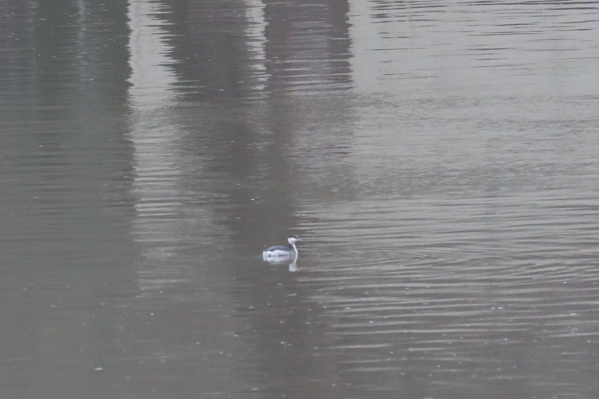 Horned Grebe - Scott Pendleton