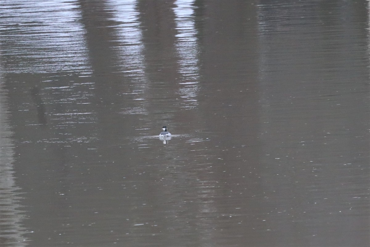 Horned Grebe - Scott Pendleton