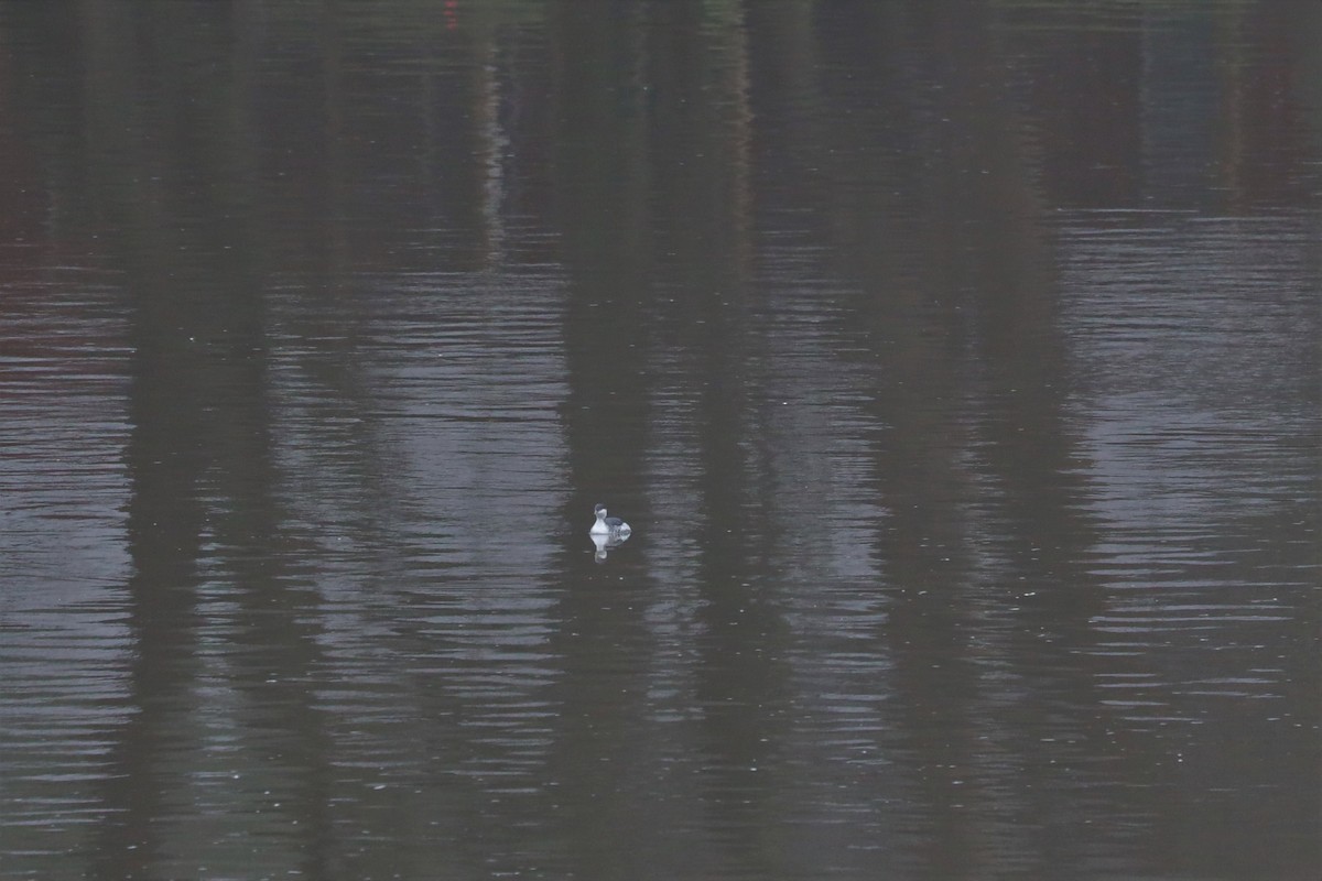 Horned Grebe - ML397025091