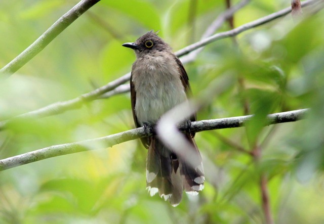 Yellow-wattled Bulbul - Dan Jones