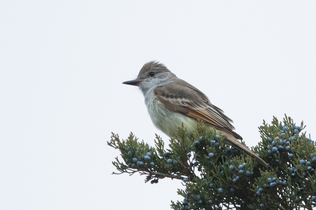 Ash-throated Flycatcher - Alex Bernzweig