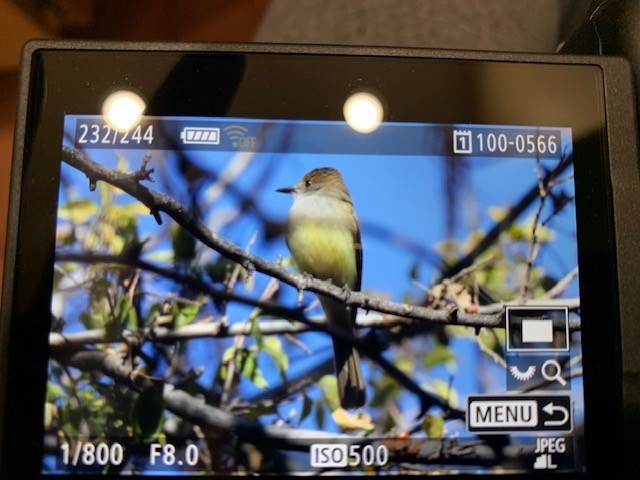 Dusky-capped Flycatcher - ML397027851