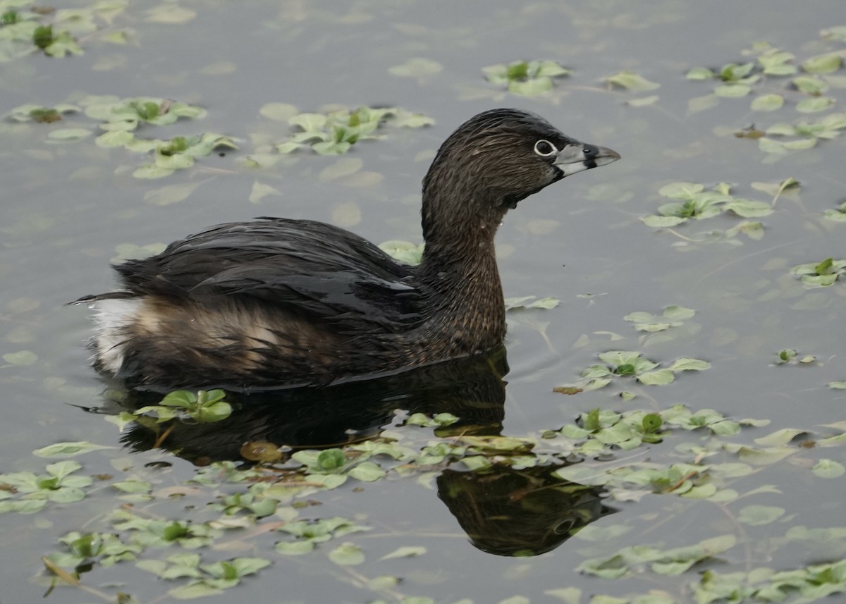 Pied-billed Grebe - Karen Carpenter