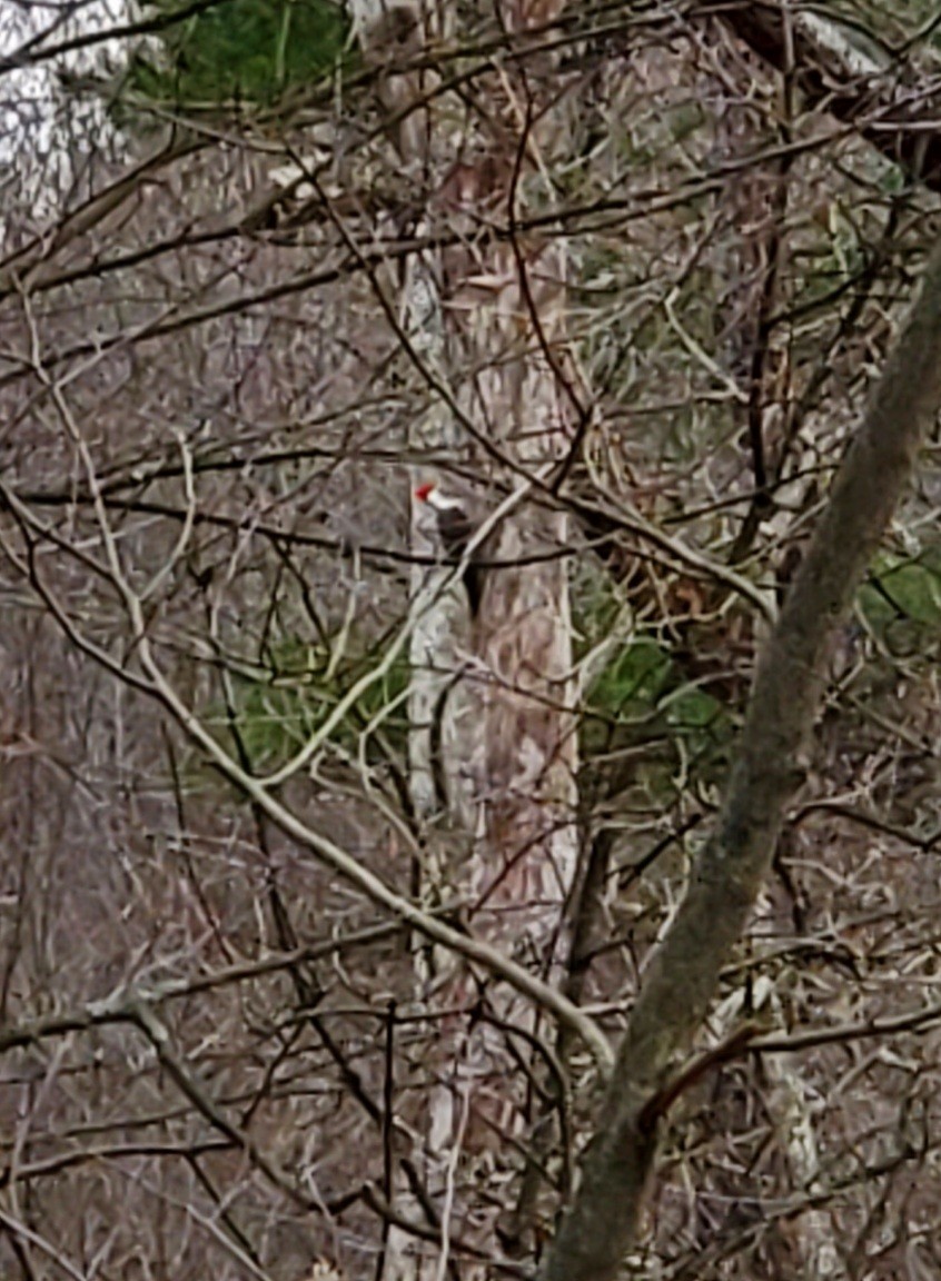 Pileated Woodpecker - ML397029081