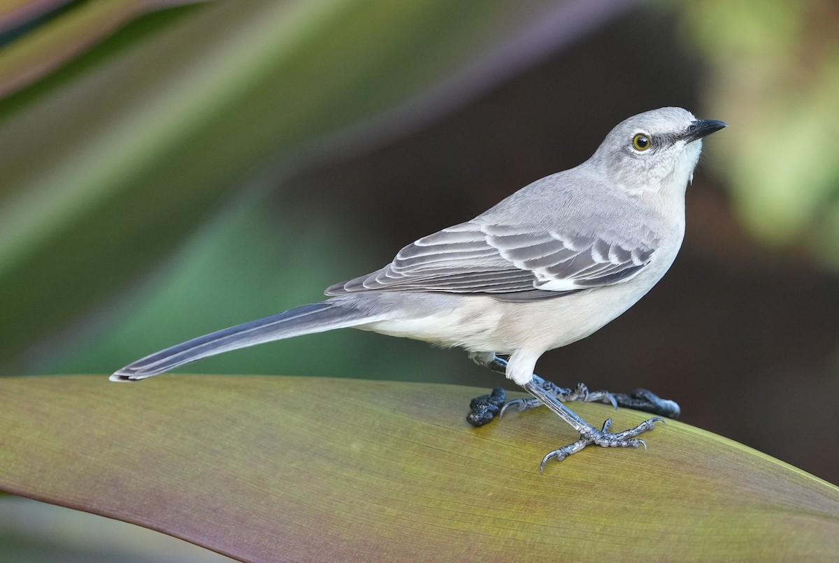 Northern Mockingbird - E Jones