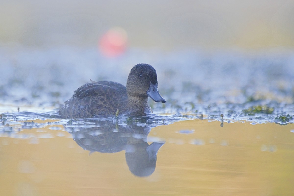 Chestnut Teal - ML397032991