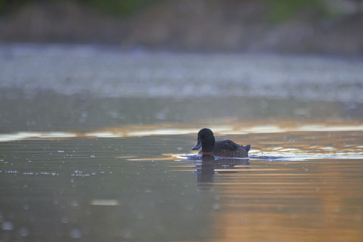 Chestnut Teal - Bird Dude