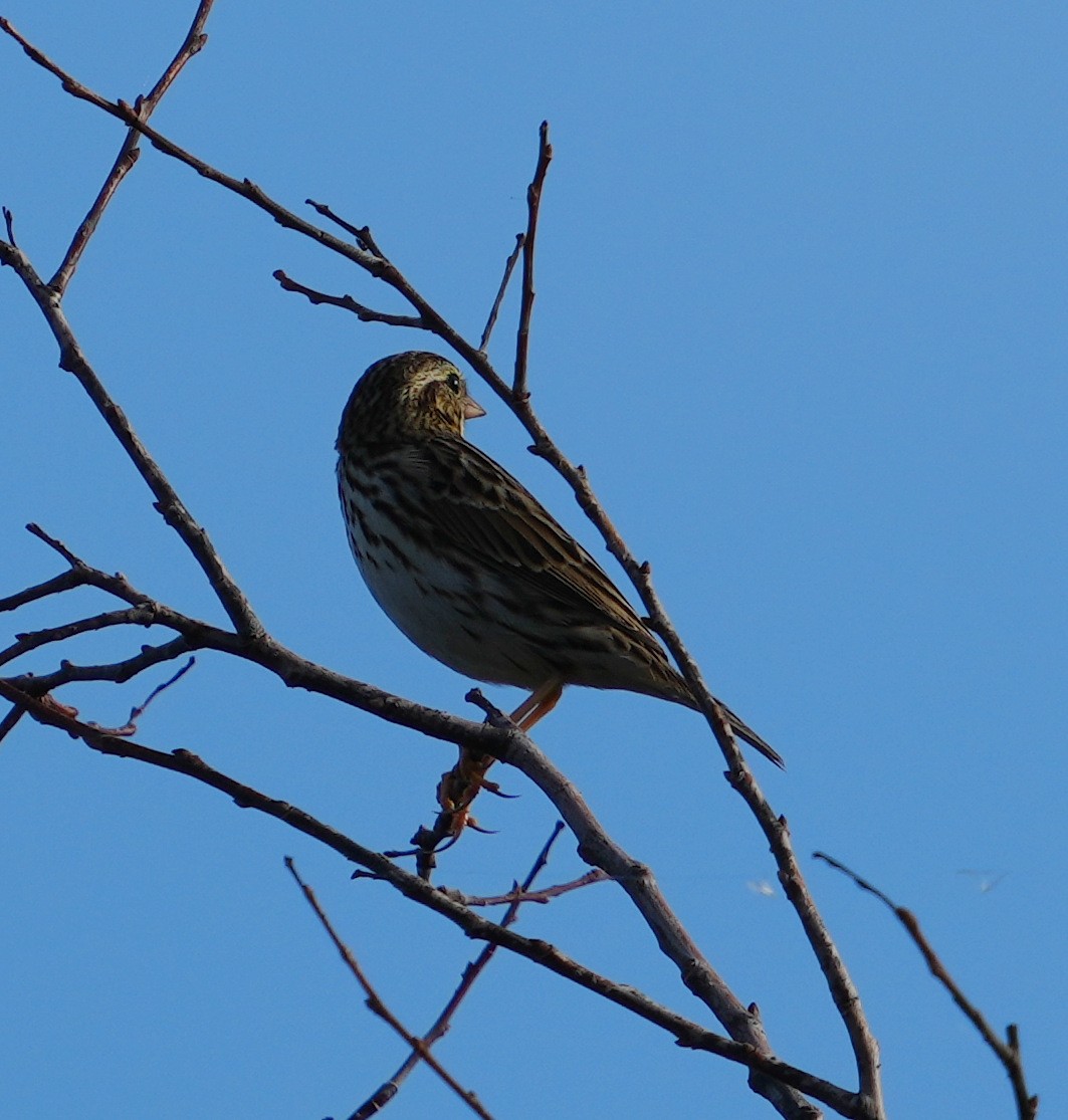 Savannah Sparrow - ML397033991