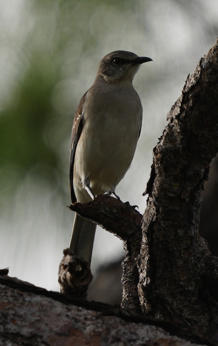 Northern Mockingbird - ML397034251