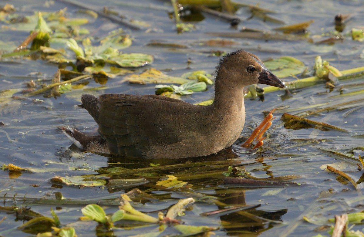 Common Gallinule - ML397034471