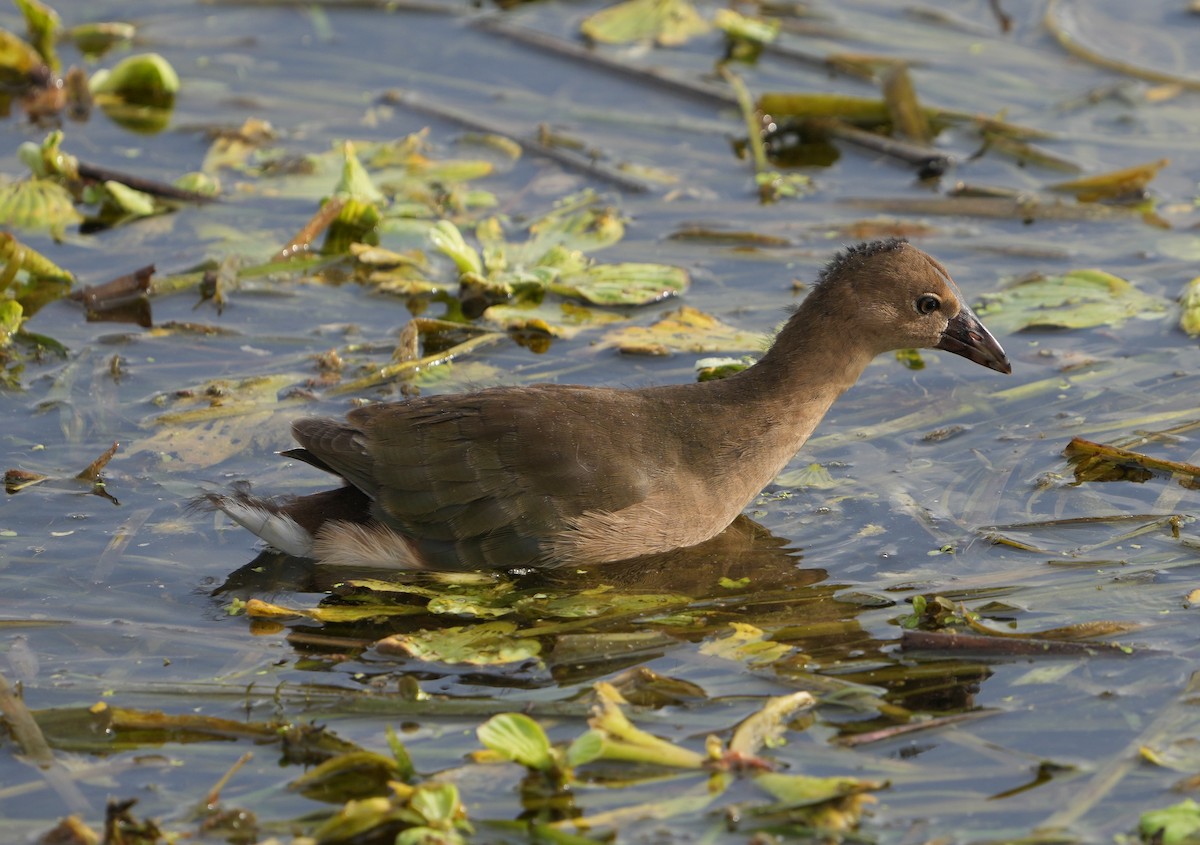 Common Gallinule - ML397034481