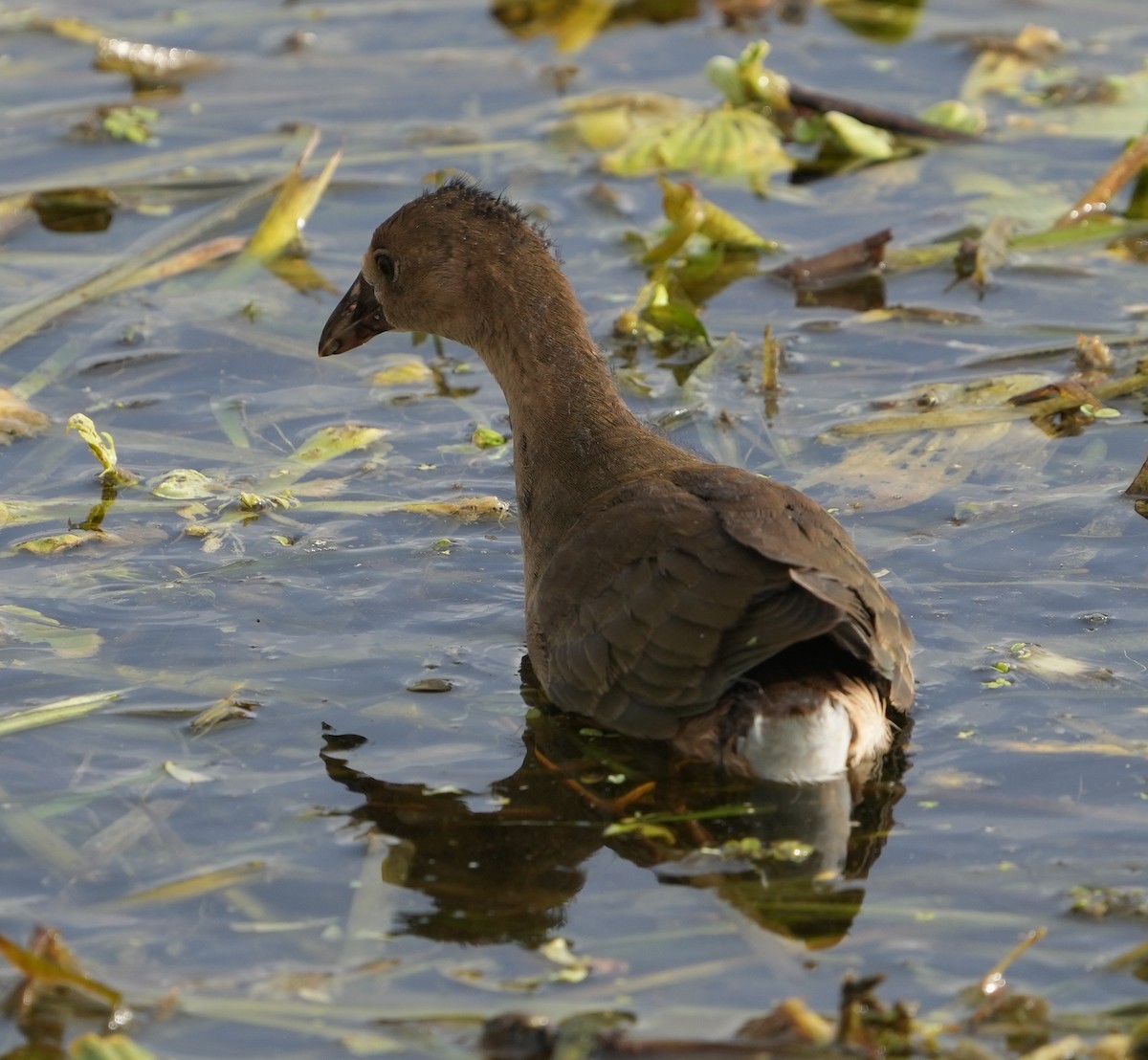Common Gallinule - ML397034491