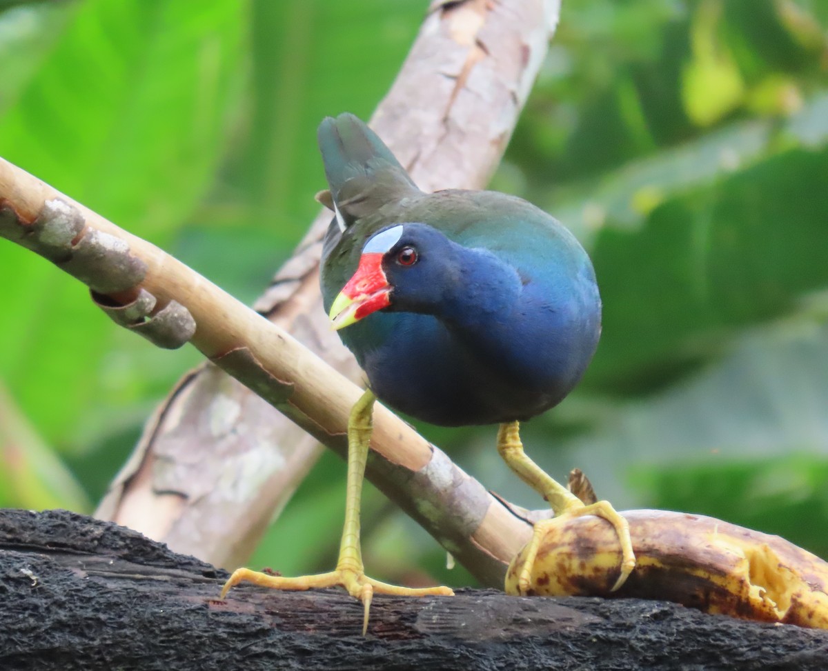 Purple Gallinule - ML397034741